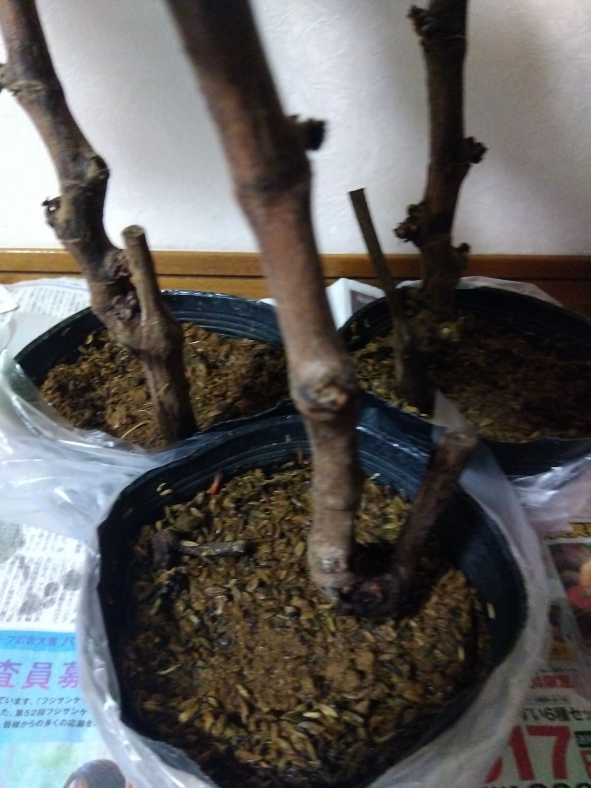 クイーンニーナ苗木 3株