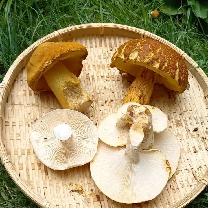 北海道産 アカヤマドリ1kg 乾燥キノコ セット アカヤマドリ 香茸