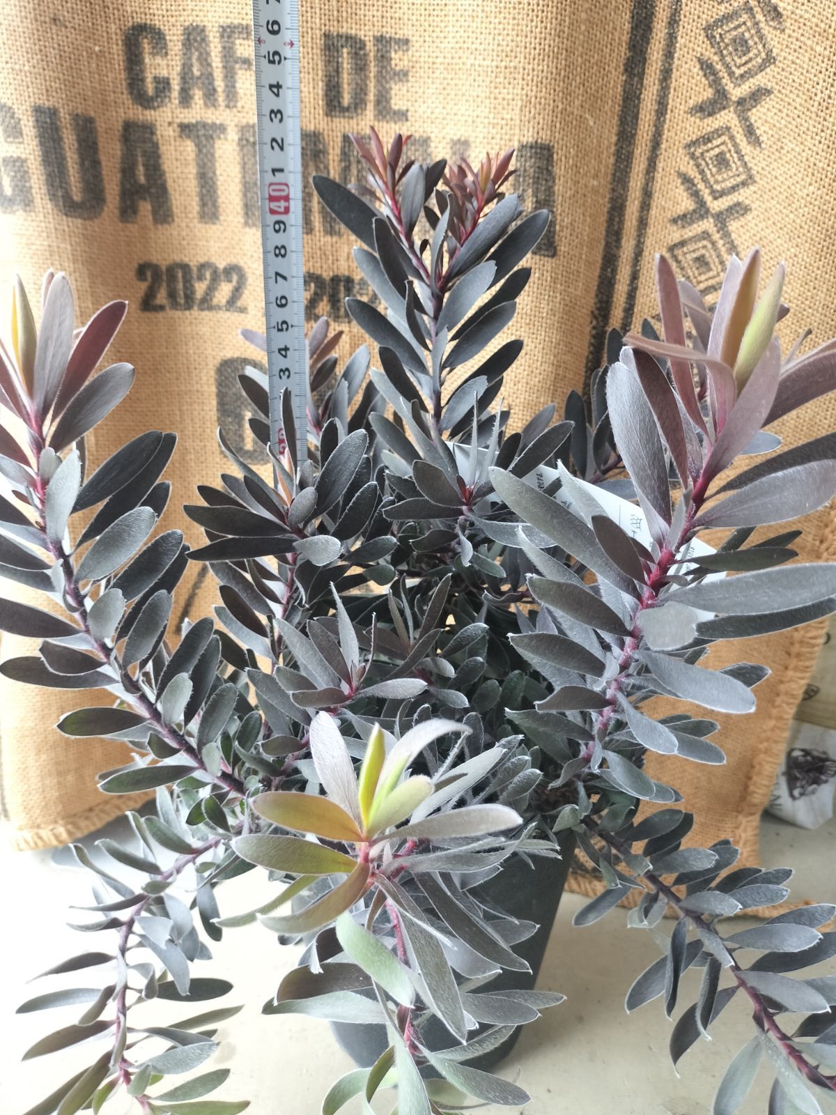 リューカデンドロン・デュリフ ☆人気品種/リューカデンドロン