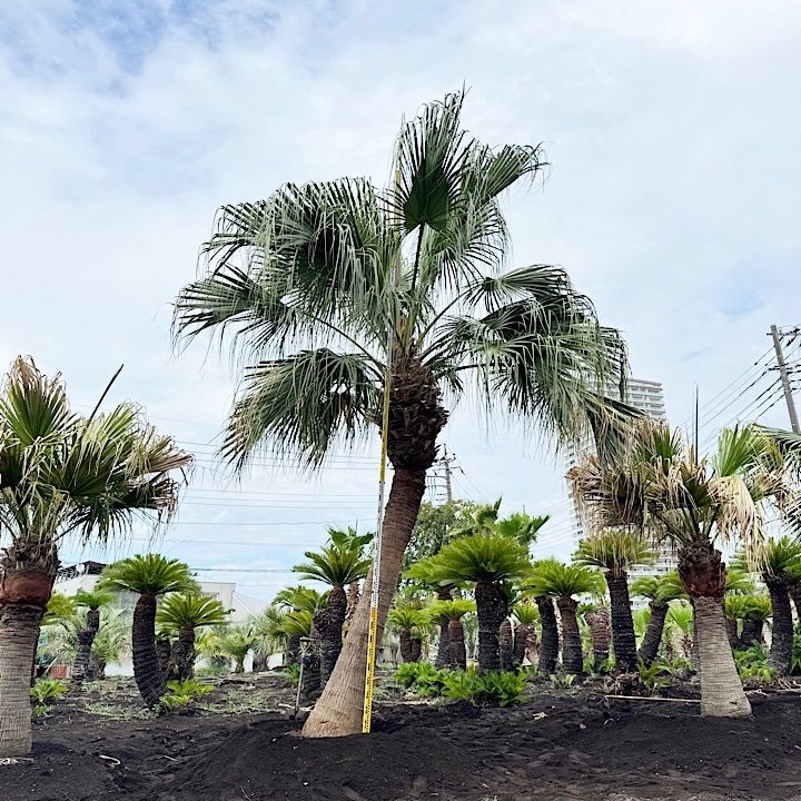 ヤシの木　ビロウヤシ Amazon｜ビロウヤシ6号鉢【品種で選べる観葉植物/1個売り】学名