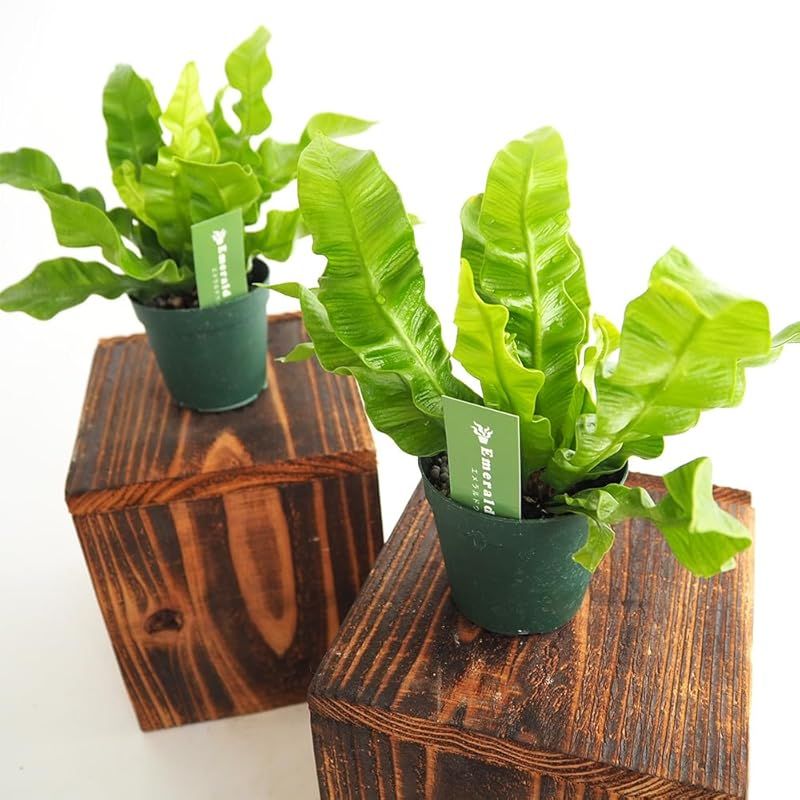 ＩＴＡＮＳＥ アスプレニウム タニワタリ エメラルドウェーブ 2.5号 6個セット 観葉植物 学名 Asplenium nidus L.emerald タイプ チャセンシダ科 非耐寒性多年草 クリスピーウェーブ crispyWave 耐陰性