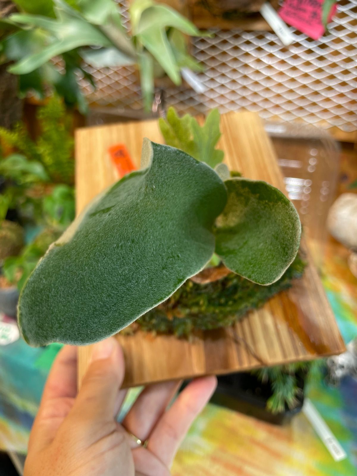 ビカクシダ ファーストラブ セーラームーンスポア選抜 P.First love SQ F306 spore