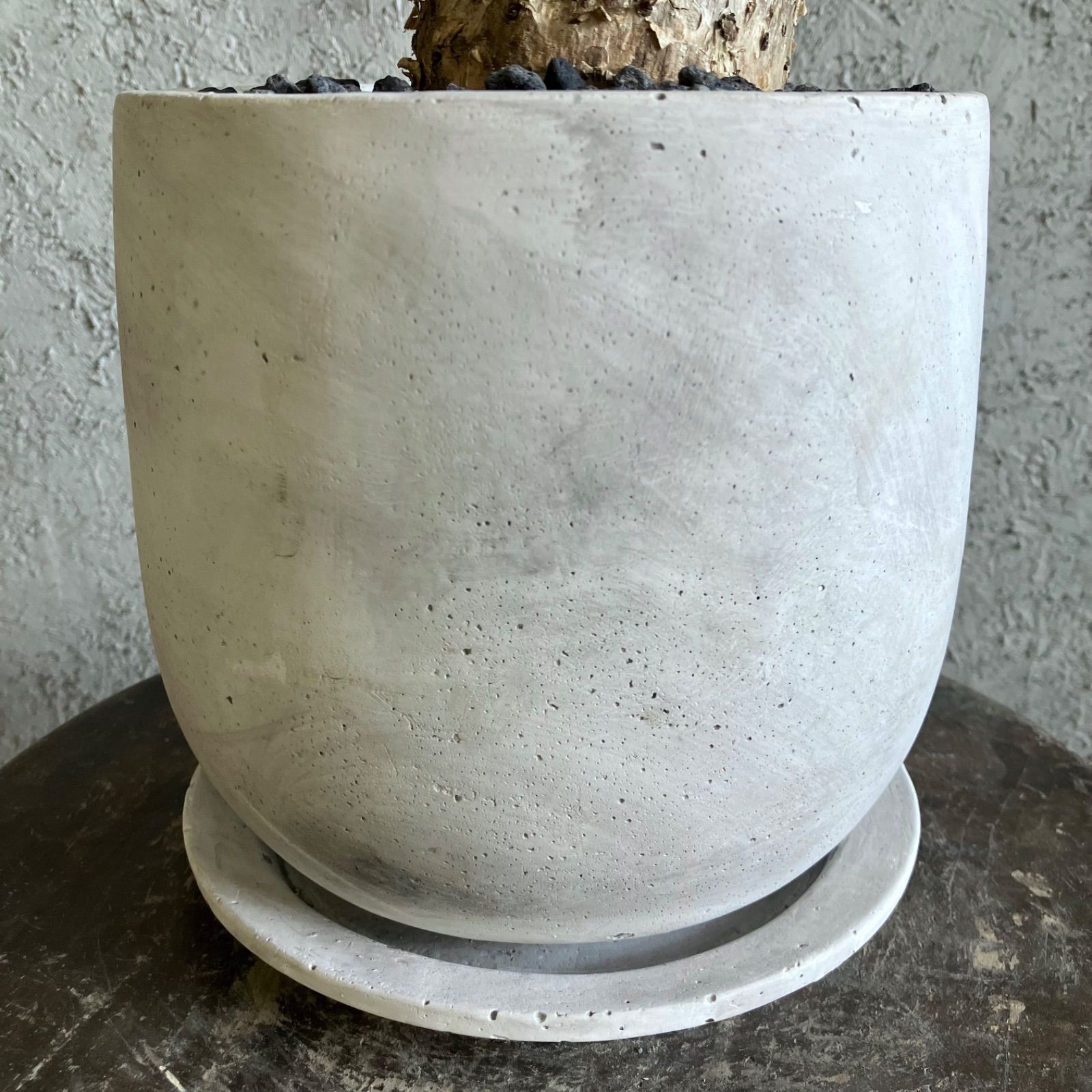 パキラ ミルキーウェイ × ムーンライト｜塊根風、複数接木A13｜無機質用土 パキラ ミルキーウェイ × ムーンライト｜塊根風、複数接木A13