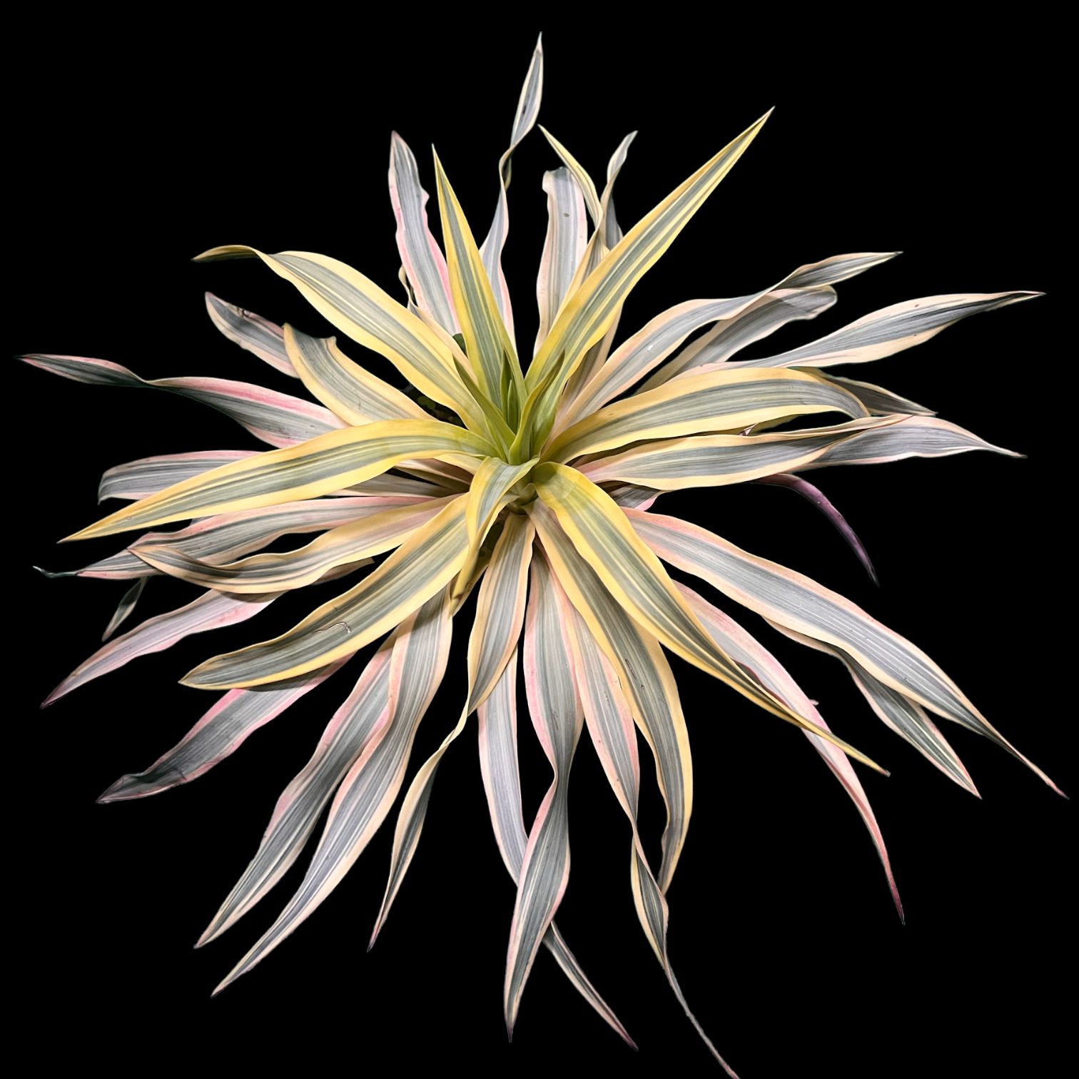 ユッカ グロリオサ ブライトスター 斑入り 6号鉢つき ユッカ