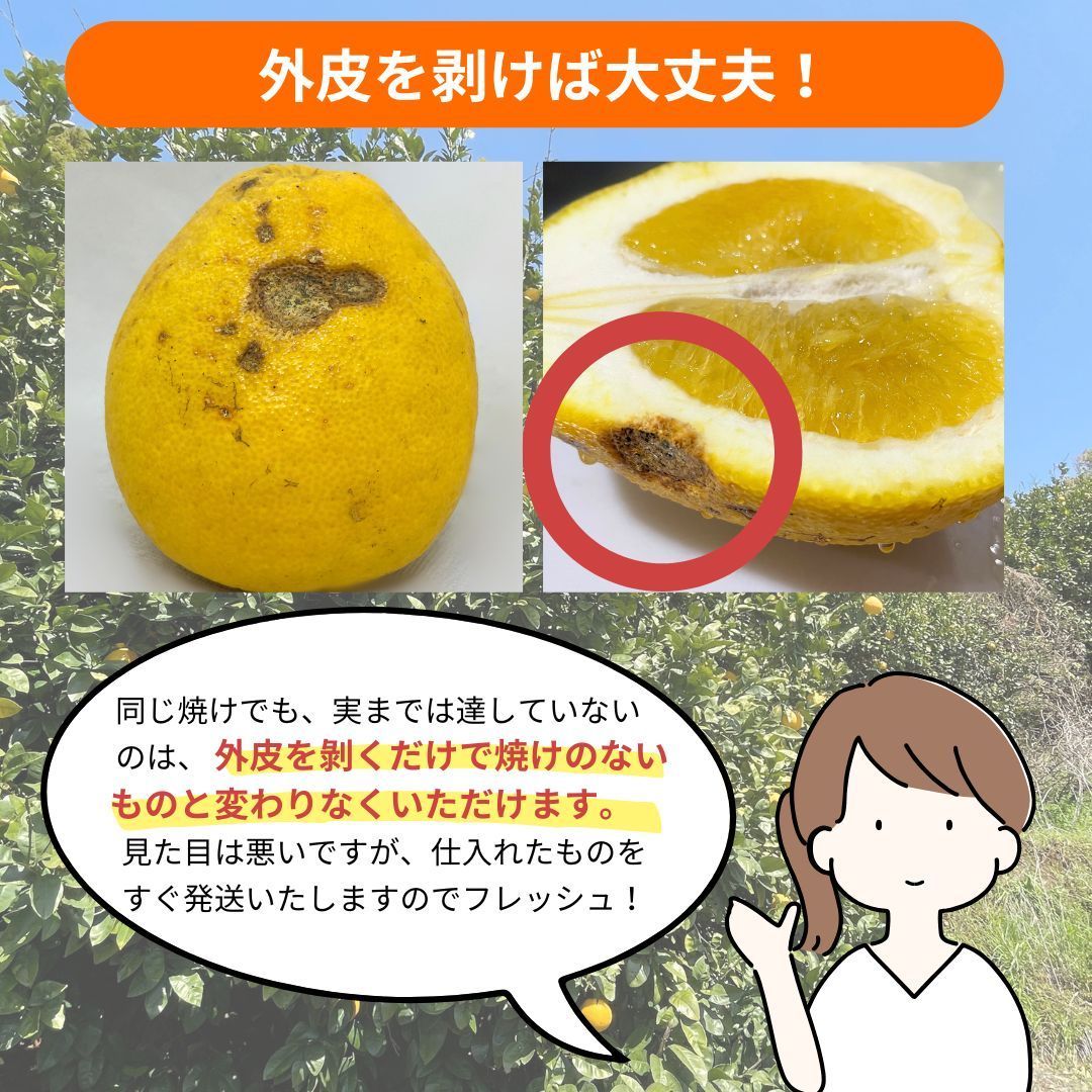 【訳あり】河内晩柑　みしょうゴールド　１０ｋｇ