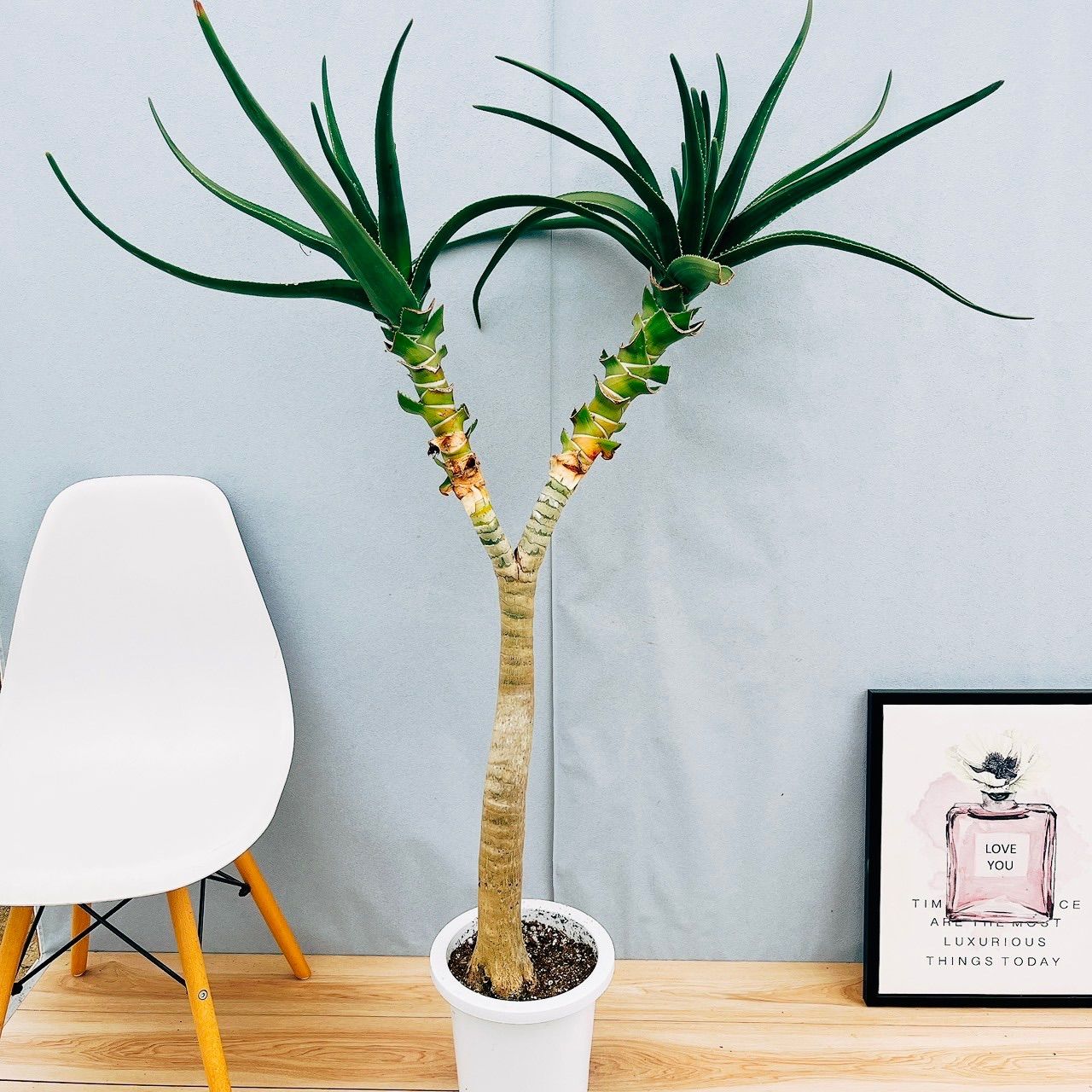 鉢ごとパキポディウム カクチベス 現地球 発根済株プレステラ150