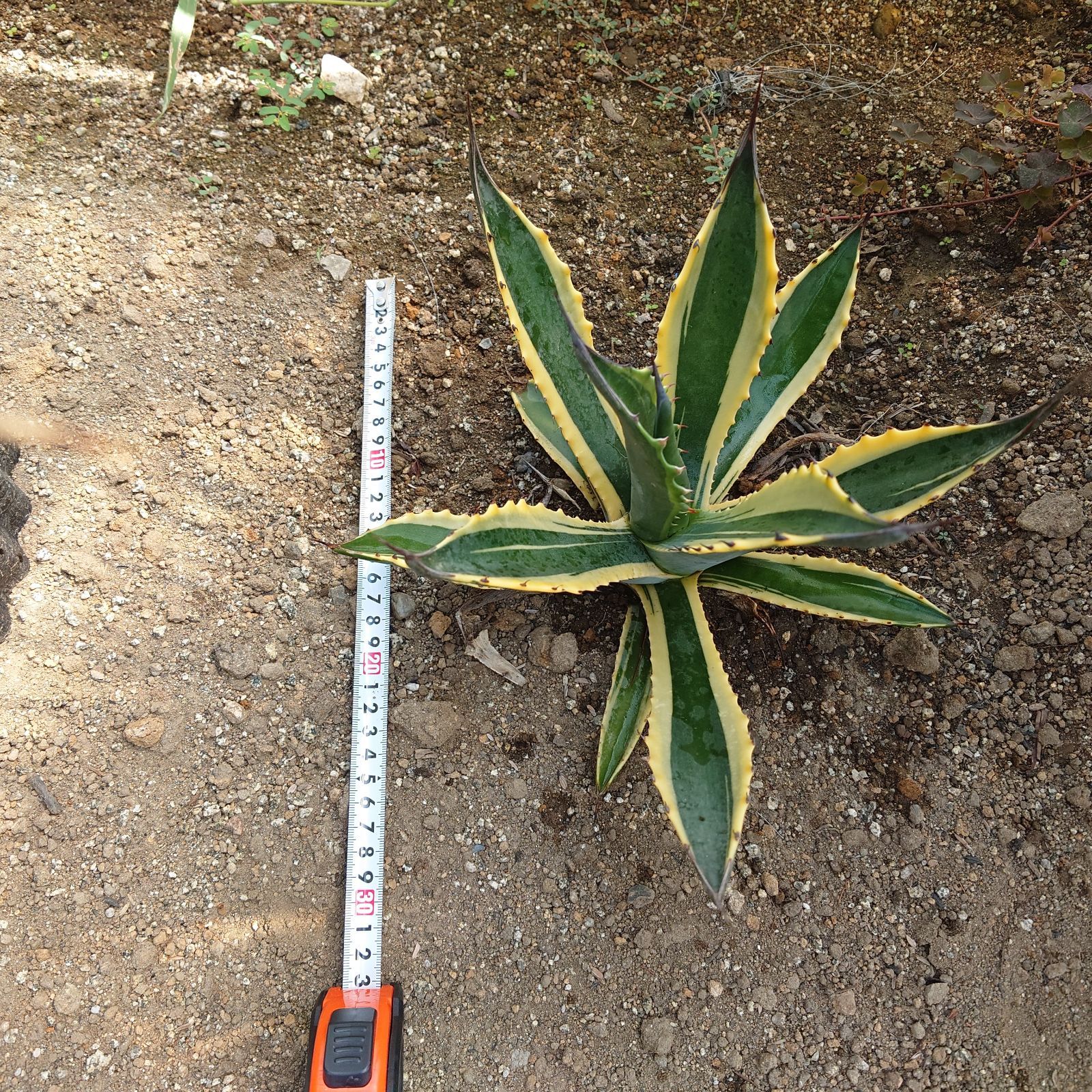 アガベ フェロックス錦 フェロックストニーズタイガー 直径約30