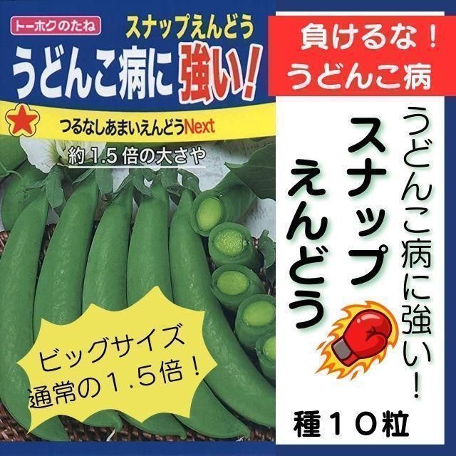 うどんこ病に強い！「つるなしあまいえんどうNEXT」種１０粒 - 根菜