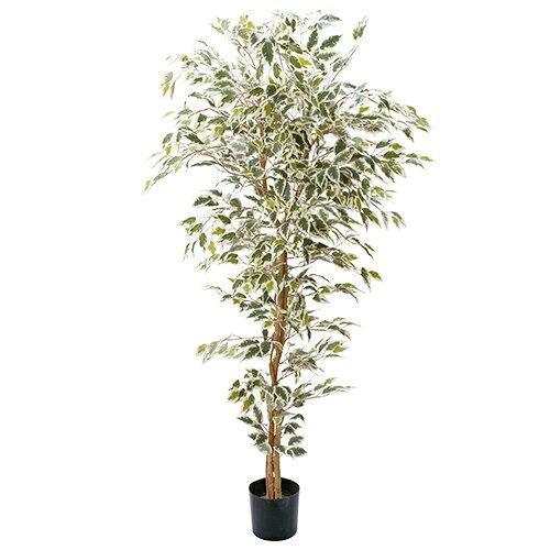 ポピー Popy ベンジャミンフィカスハワイアン1.8 m GLP-1310