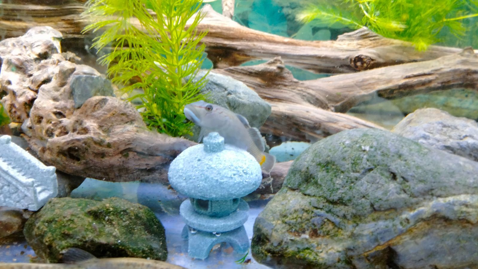 黒溶岩石　盆栽　ミニチュア庭園　アクアリウム 黒溶岩石 盆栽 ミニチュア庭園 アクアリウム 【公式通販】
