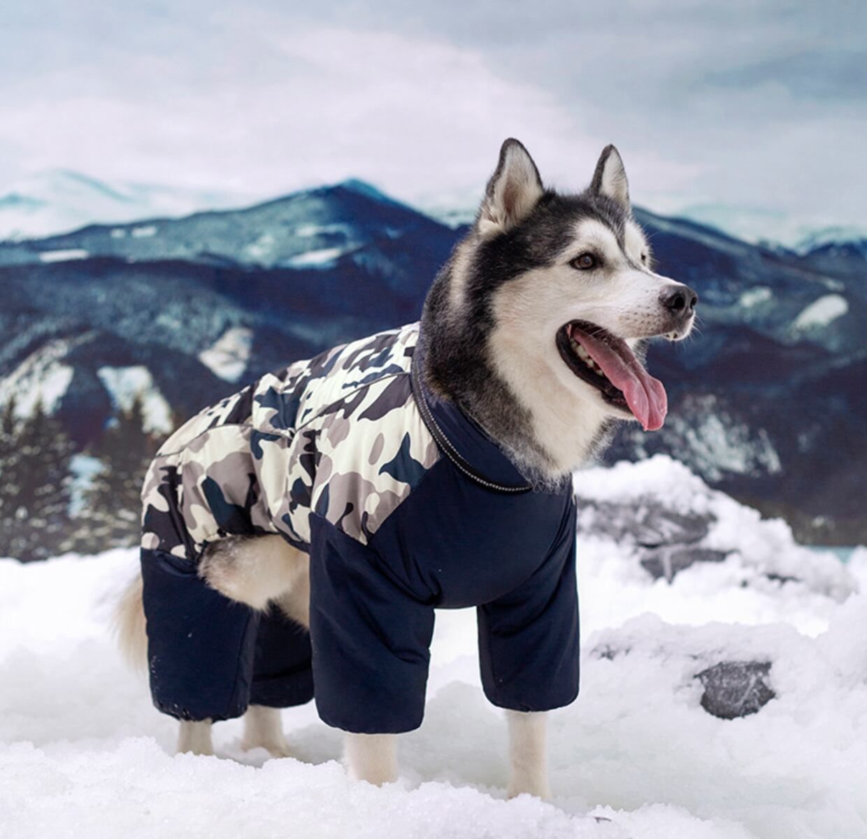 ダウンジャケット 犬