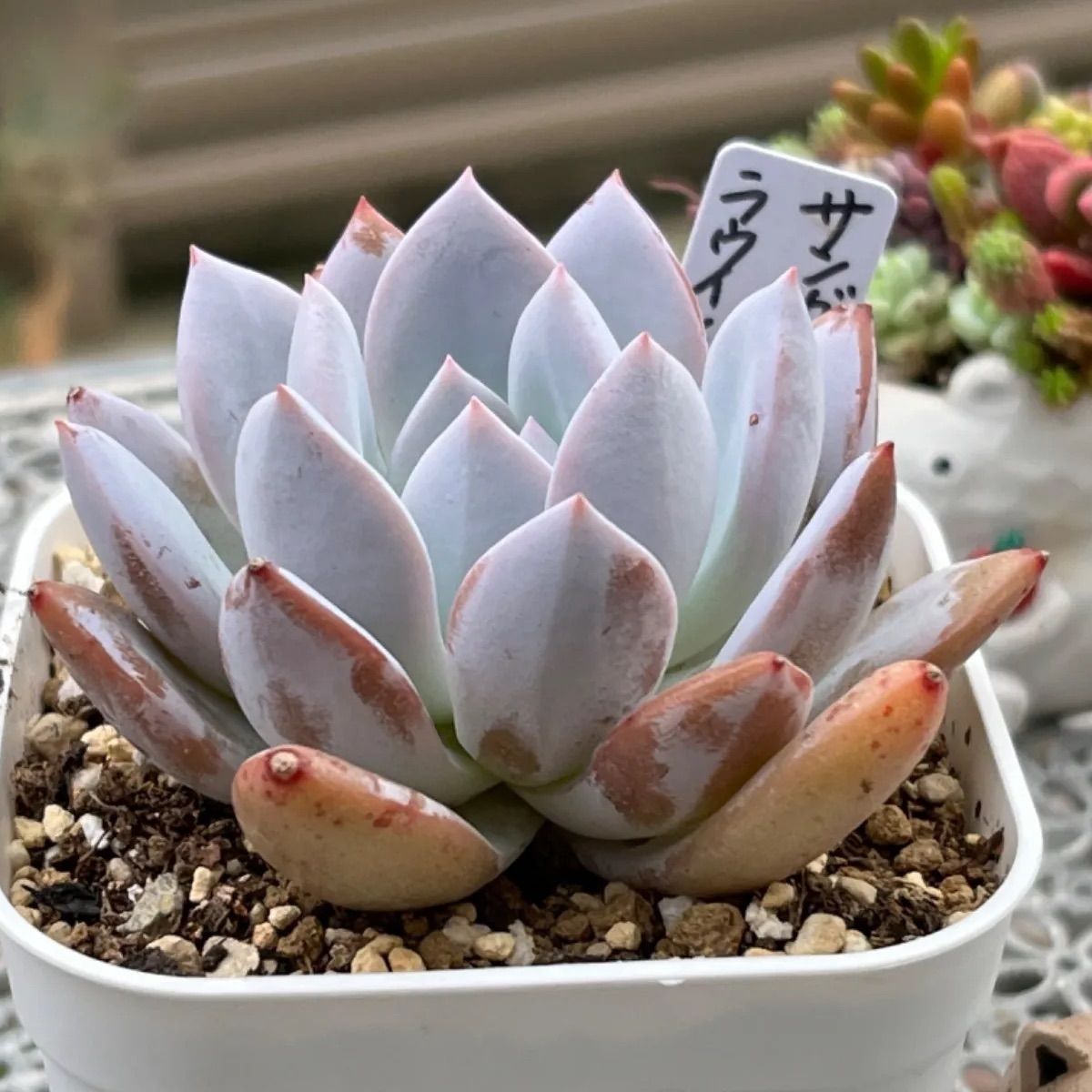 多肉植物 ☘️ サンガ ラウイ×モンロー 大きめ苗 抜き苗 - メルカリ