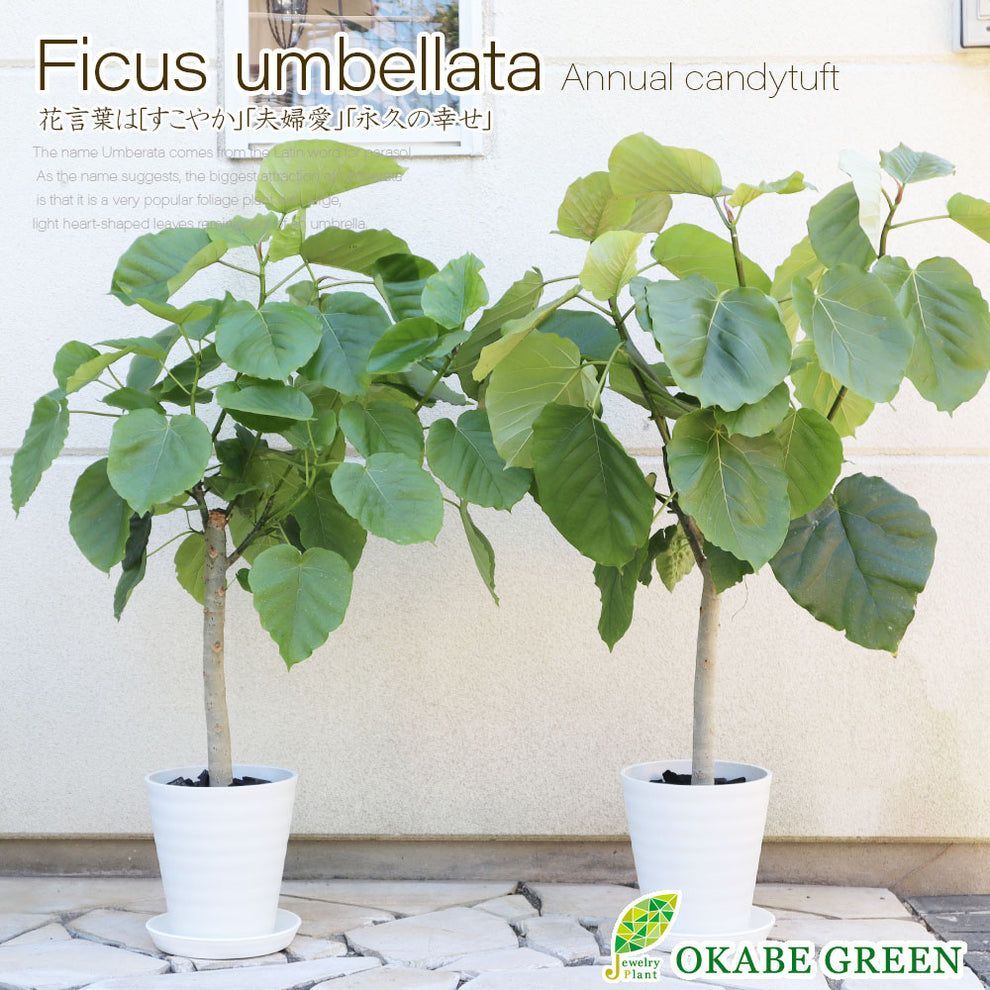 観葉植物 ウンベラータ フィカス 7号 選べる樹形 白セラアート鉢 【現品】 受皿付 大型 おしゃれ リビング 送料無料