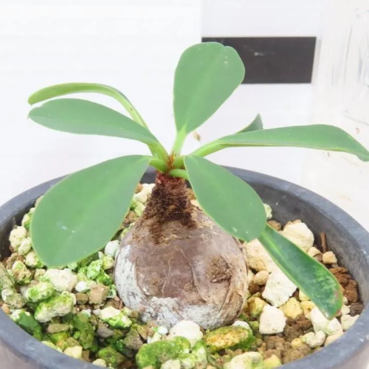 7250 「多肉植物」ユーフォルビア ラメナ 植え【発根開始・・Euphorbia ramena・塊根植物・マダガスカル】 - メルカリ