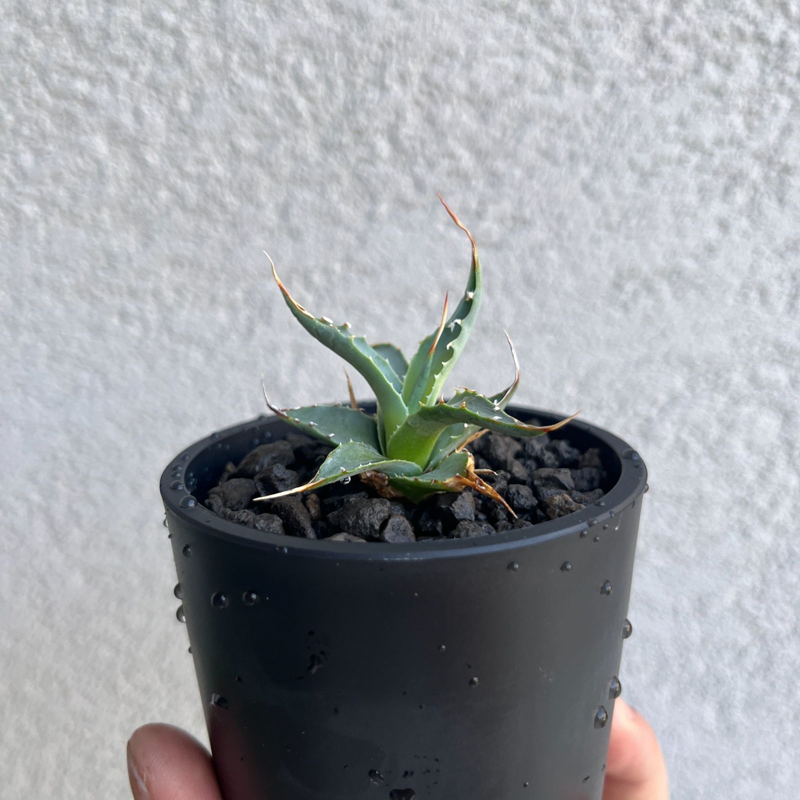 アガベ・ユタエンシスエボリスピナ 実生株3年目｜Agave