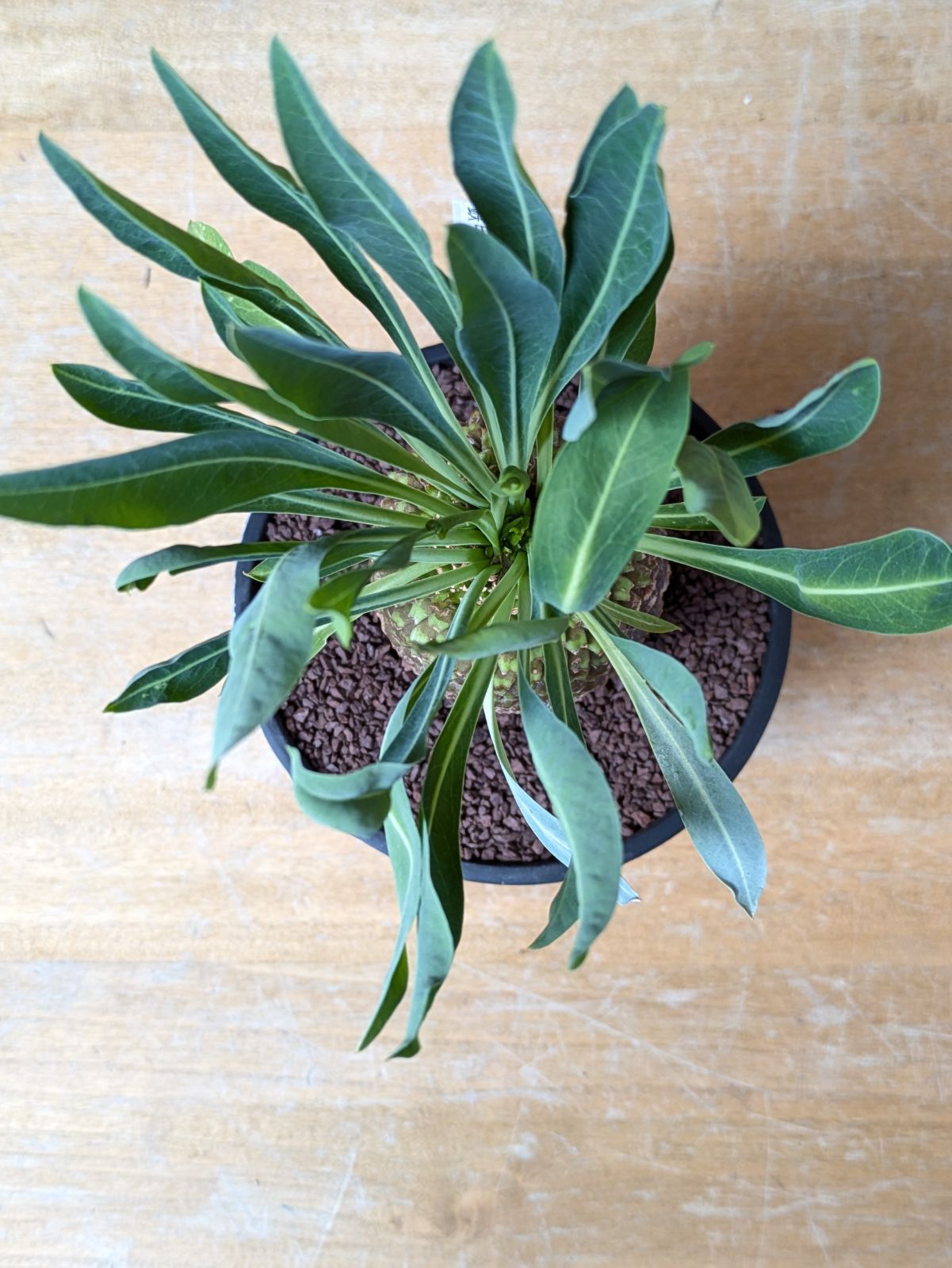 ユーフォルビア　鉄甲丸　No.006　鉢、送料込　メルカリ便 セール】ユーフォルビア 鉄甲丸 No.006 鉢、送料込 メルカリ便