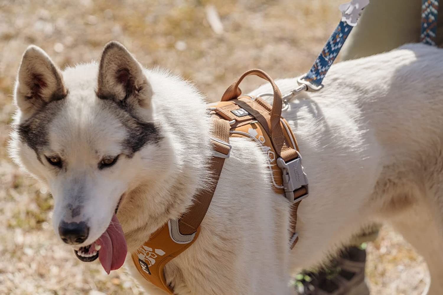 井山三希子　レリーフプレート　2枚セット 井山 三希子さんのオーバル皿 | LEE