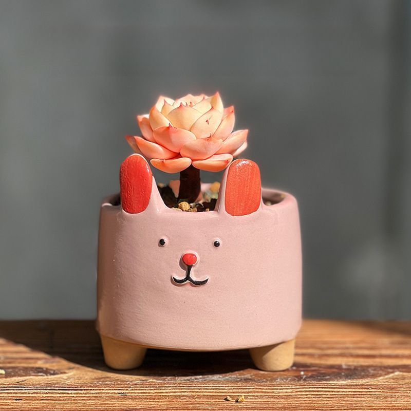 VALIEM × Aobouzu 植物鉢 XS 新品】青坊主 2周年記念限定 valiem 鉢