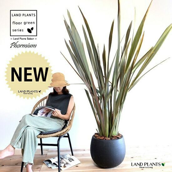 rawlifefactory　鉢　鞍馬　木賊刈　KD rlf rawlifefactory 鉢 鞍馬 木賊刈 KD rlf ローライフファクトリー