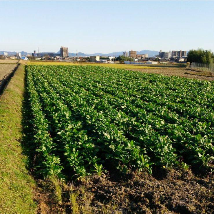 今年も出来ました！京都上賀茂 京漬物すぐき菜葉のみ1kg お漬物ご家庭用 - メルカリ