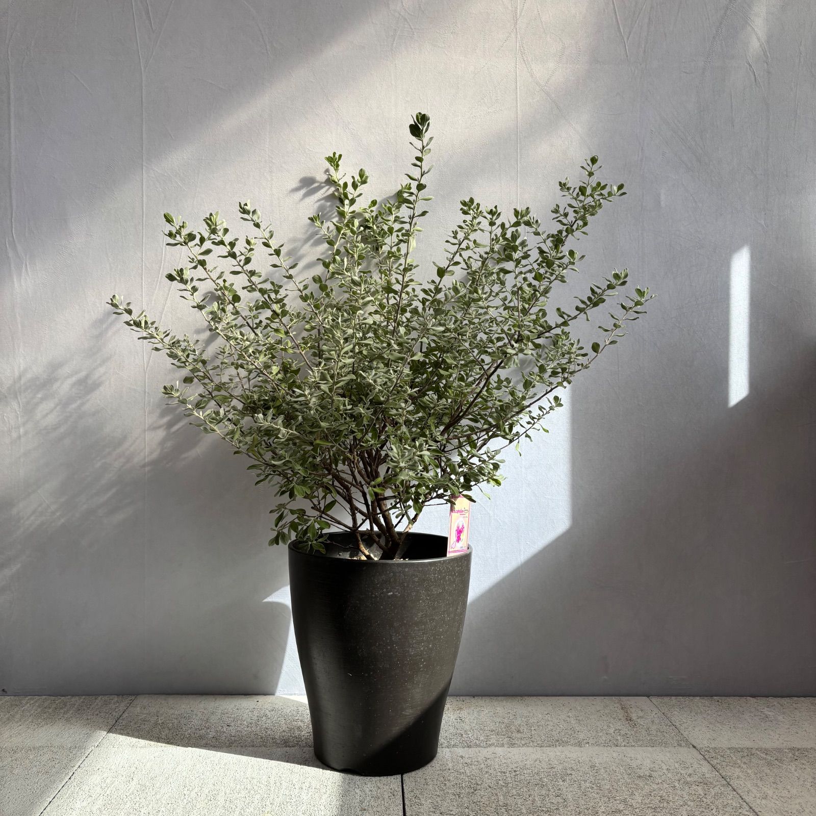 1斑入り　アンスリウム　ミシェル　x クリスタルシルバー 1斑入り アンスリウム ミシェル x クリスタルシルバー 希少