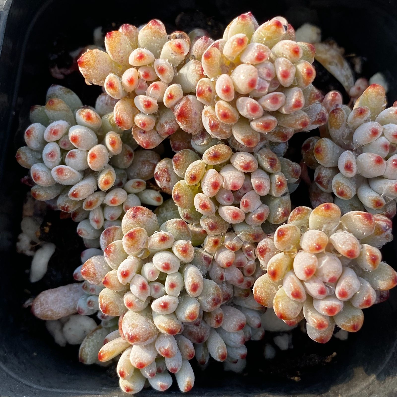 定価以下！ RUST PLAN X model M size アルミ鉢 未使用 アルミ 鉢