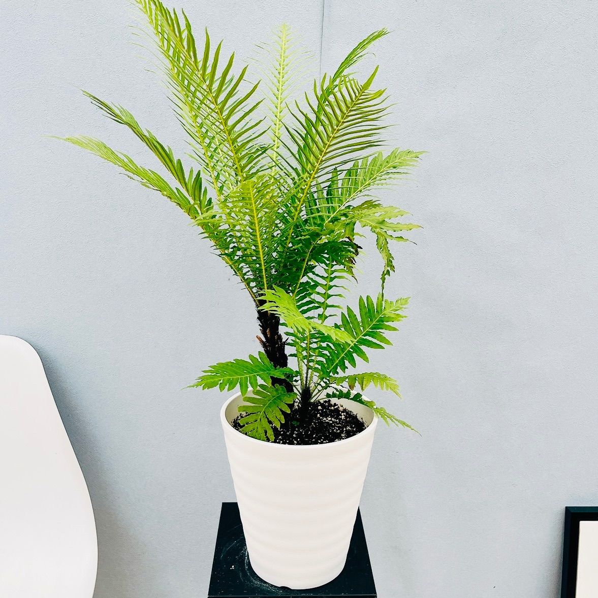 現品］55番 ブレクナム ギバム シルバーレディ 6号 観葉植物