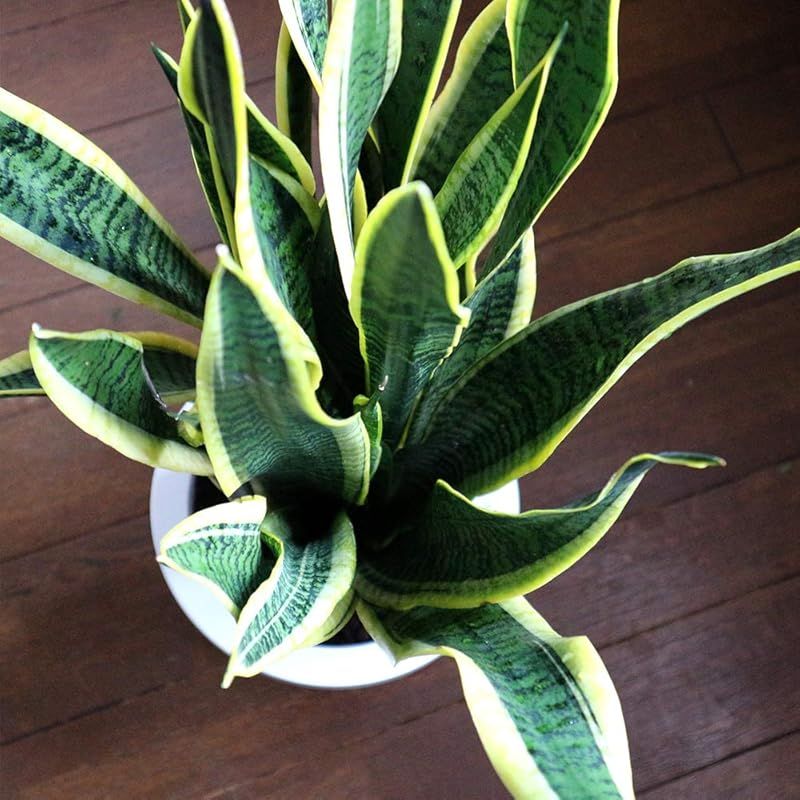 サンスベリア センセベリア