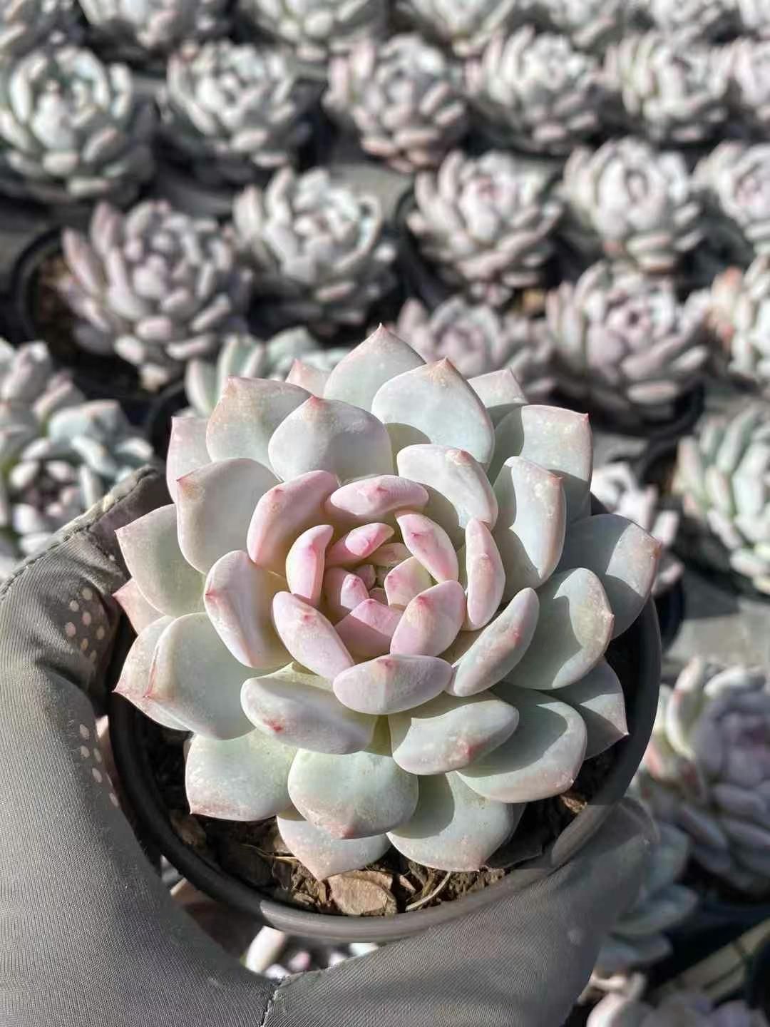 男*屋様 K1278　フェスティブス　50株　多肉植物 抜き苗 エケベリア 韓国 多肉植物 カプチーノ 韓国苗 F*u様 K417 白月影 22鉢 多肉植物