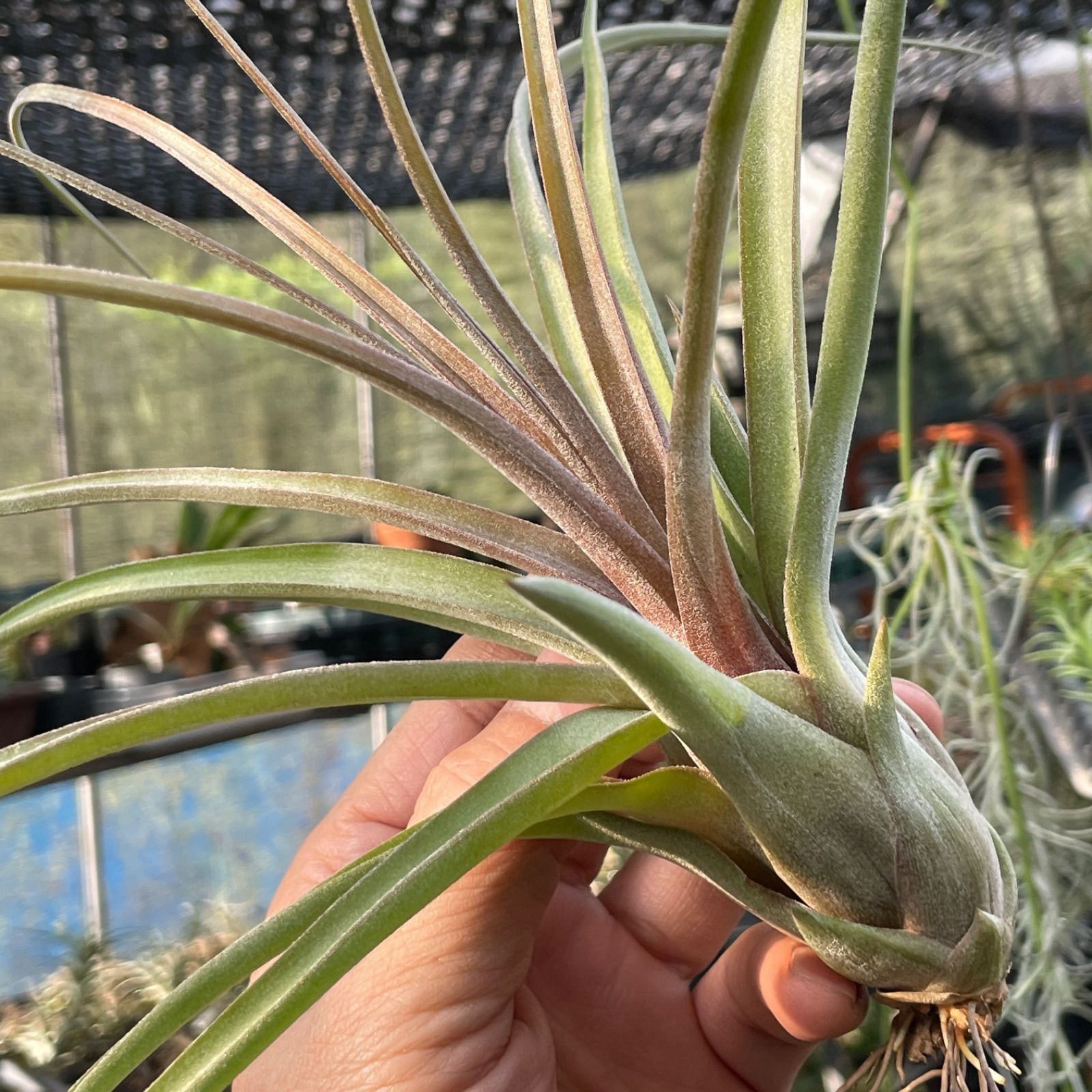 チランジア ストレプトフィラ × ノバキー Tillandsia streptophylla x 