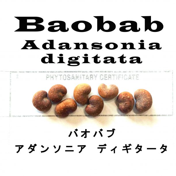 3月入荷 200粒 バオバブ アダンソニア ディギタータ 種 種子 証明書あり
