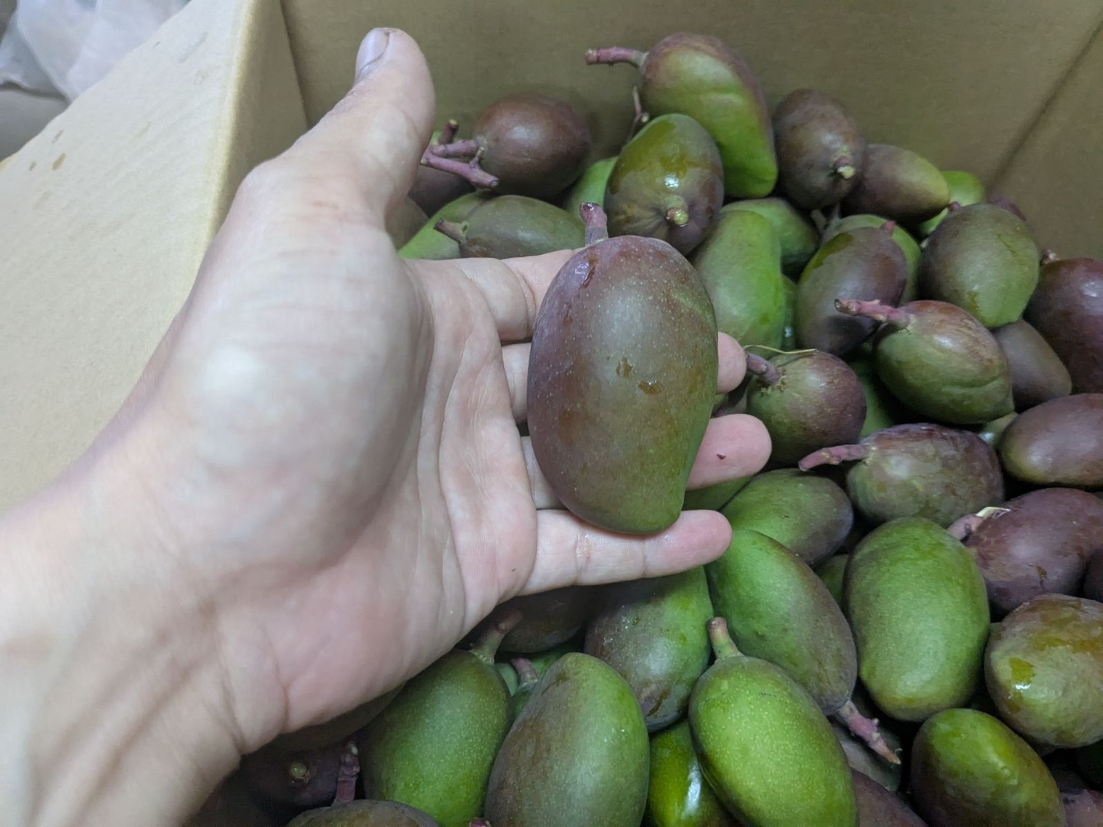 沖縄県産 青マンゴー 摘果マンゴー グリーンマンゴー 6kg - メルカリ