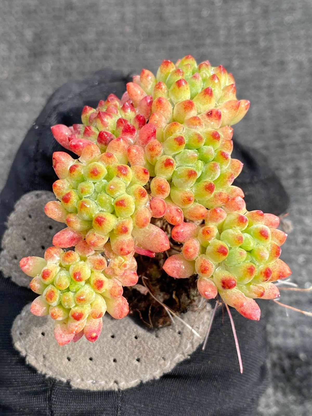 品種 花火 XP780×105苗 多肉植物 エケベリア 寄せ植え 韓国苗 新入荷苗