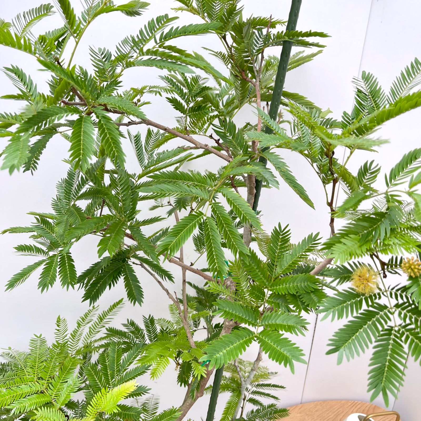 エバーフレッシュ 曲がり 10【現品】観葉植物 室内 大型 幹太 - メルカリ 