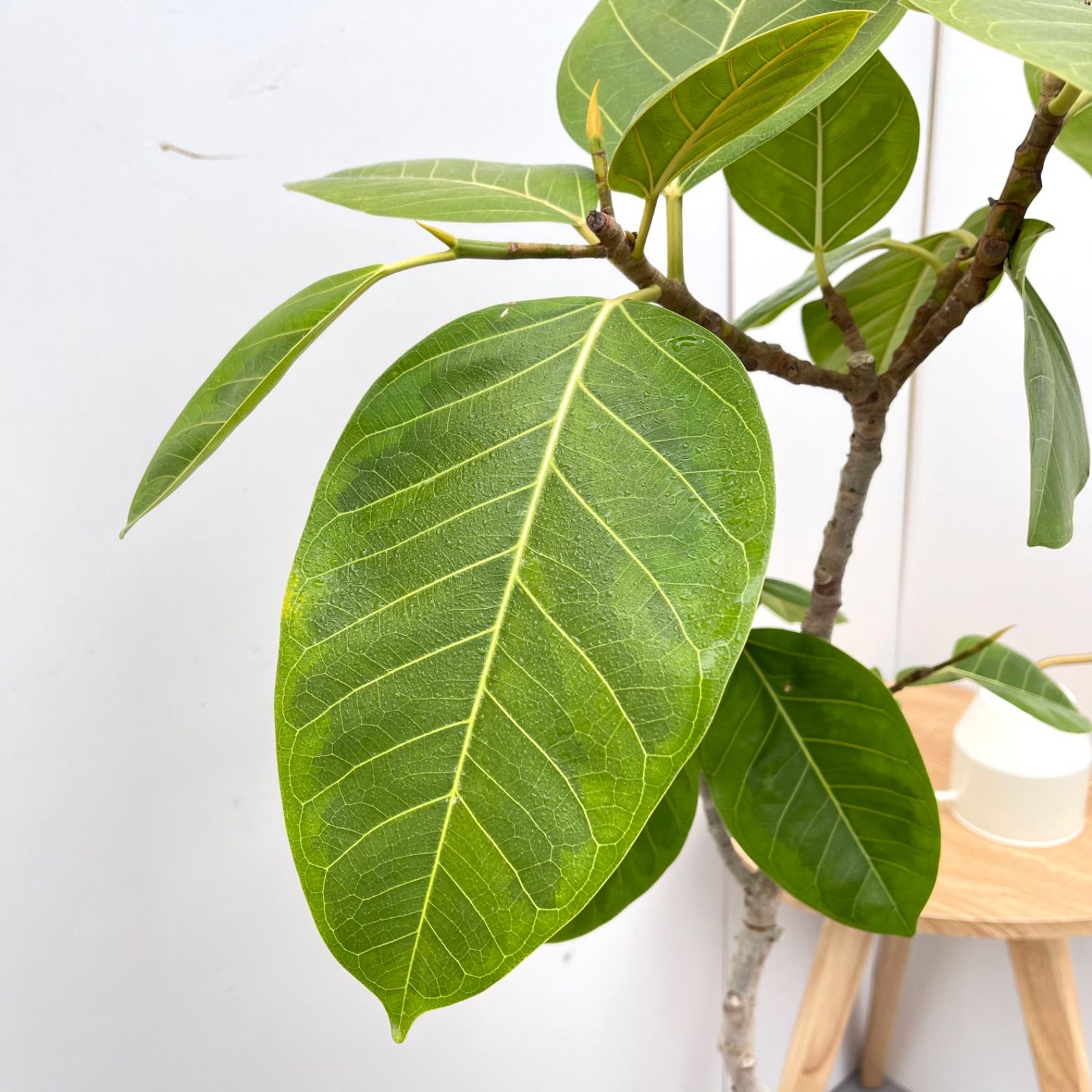 フィカス アルテシマ 曲がり 1【現品】観葉植物 室内 大型