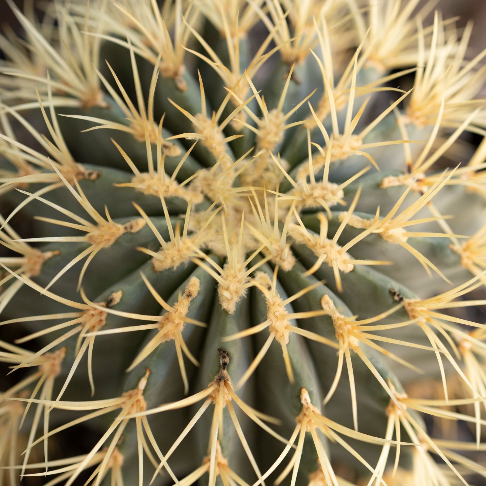 フェロカクタス ブルーバレルカクタス