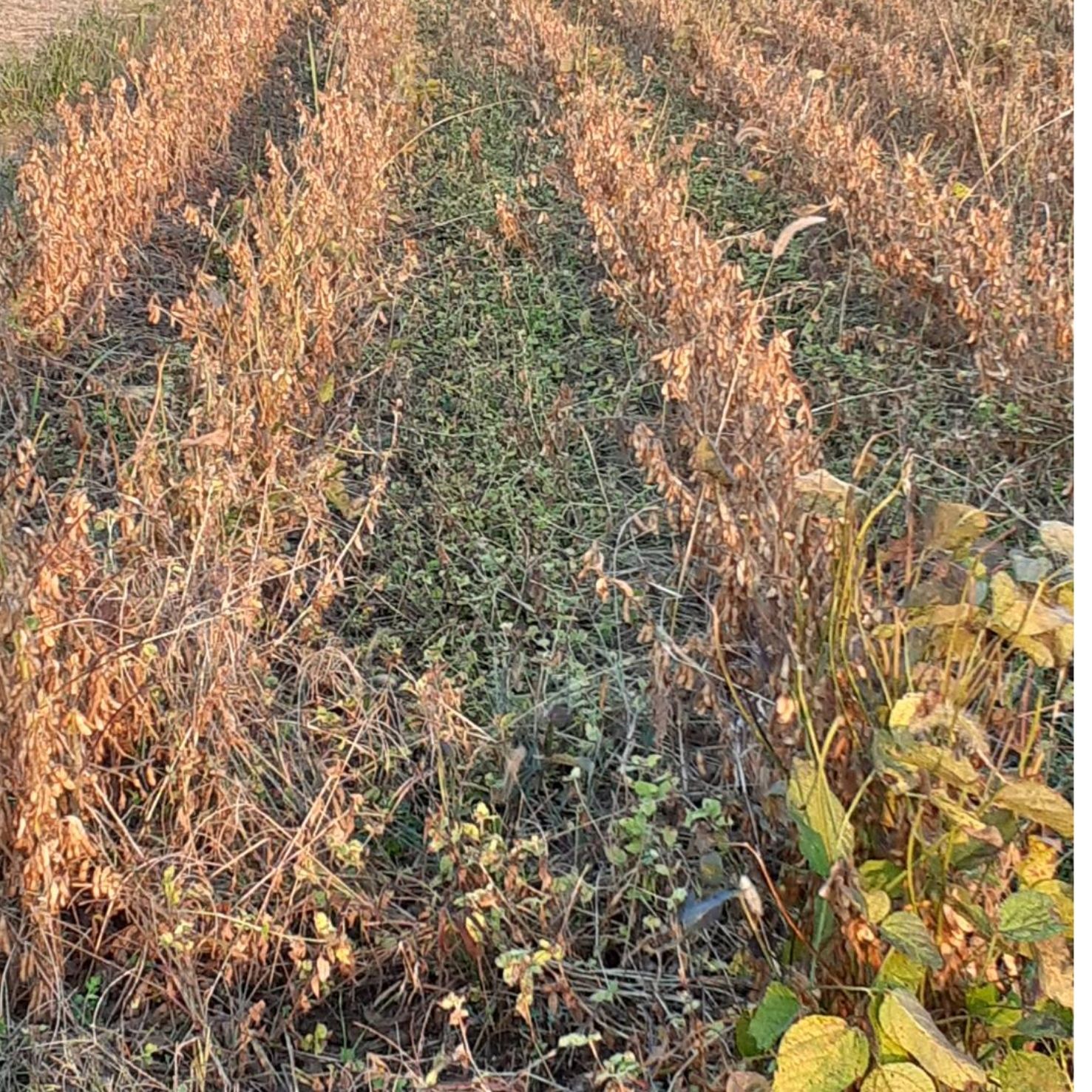 幻の大豆 八天狗 5kg 熊本県産 自然栽培- メルカリ