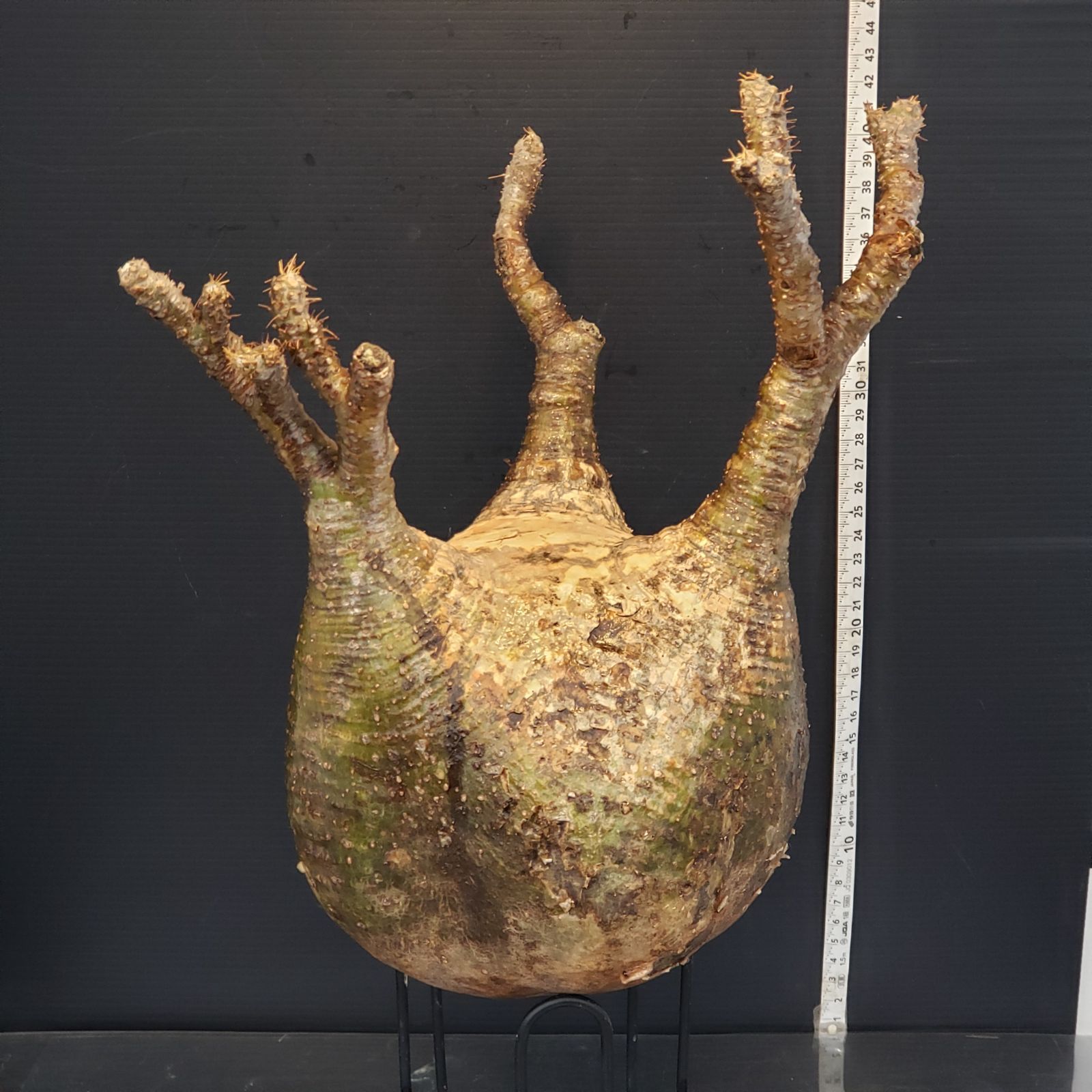 【50％OFF】 A31 現地球ミニグラ！手乗りグラ良型パキポディウム 多頭系 塊根植物・コーデックス