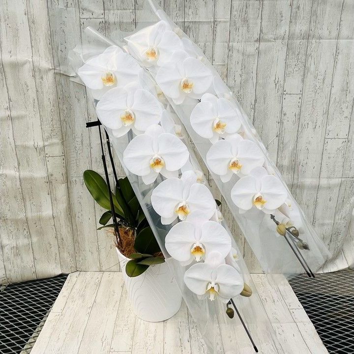 大輪胡蝶蘭白３本立 ３６～４１輪前後 ｜開店 開業 移転 周年 送別 誕生日のお祝いなどに
