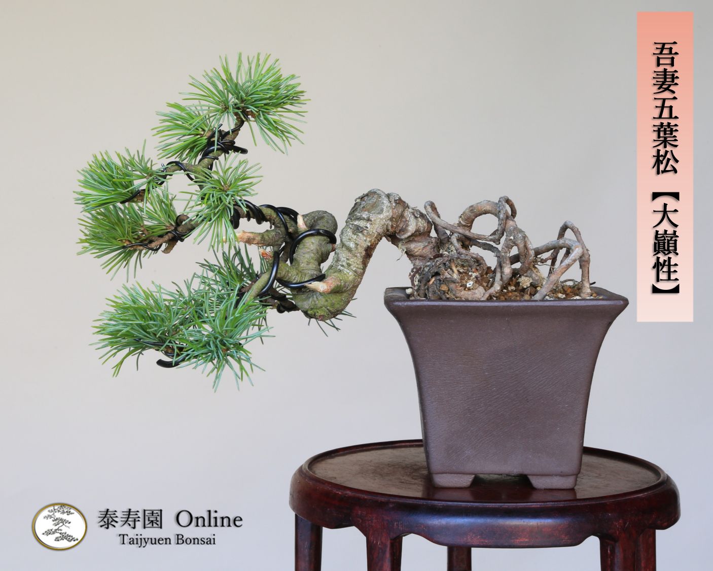 吾妻五葉松 大巓性 ダイテンショウ 実生 根上り懸崖づくり 小品盆栽 泰寿園 Online 現品 盆栽 松柏 室内 鑑賞 趣味 卓上盆栽 盆栽鉢 グリーン 和 ギフト プレゼント 贈答品 ミニ盆栽 誕生日 母の日 父の日 敬老の日 記念日 お祝い 23