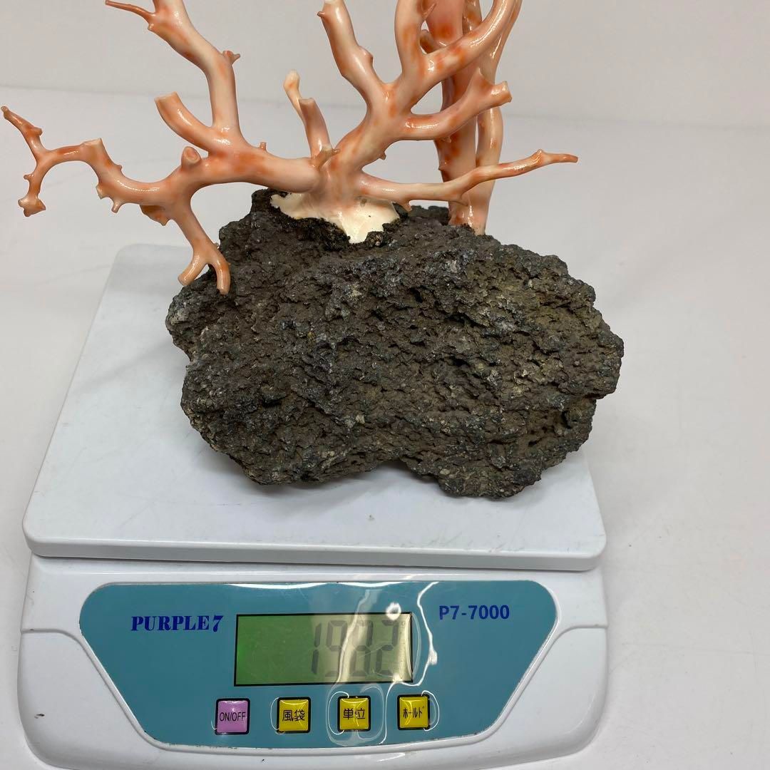 桃色珊瑚無加工原木 珊瑚原木を高価買取！ 珊瑚の原木はどのくらいの価値がある