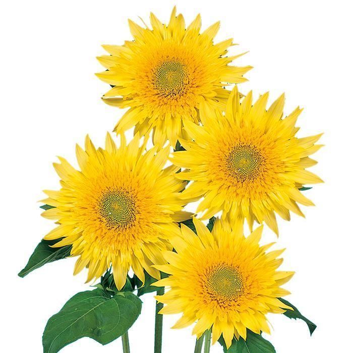 花の種】モネのひまわり 30粒 レモンイエローの八重咲ヒマワリ たね