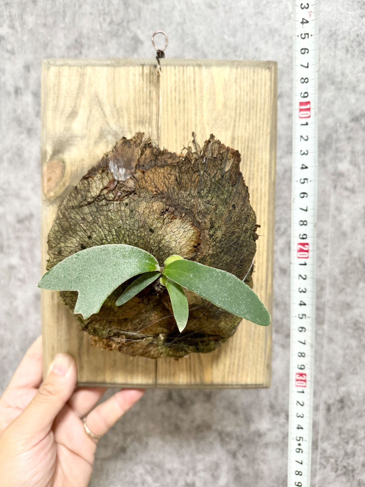 39 ＊希少限定一株！＊シルバードワーフ▽P.willinckii Wild