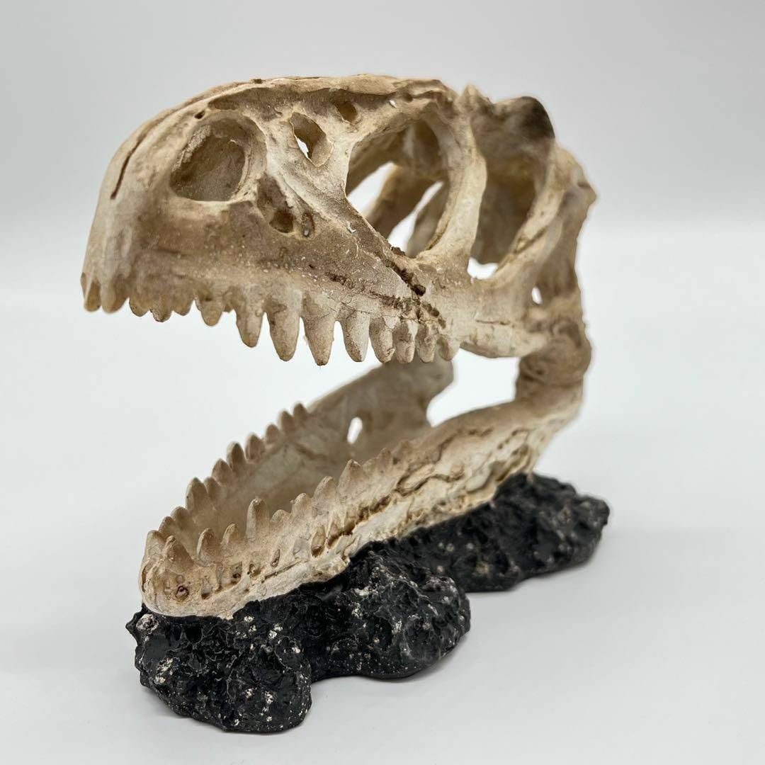 恐竜 ティラノサウルス・レックスの歯化石 約28mm古生物 - コレクション 恐竜 ティラノサウルス・レックスの歯化石 約28mm古生物 - コレクション