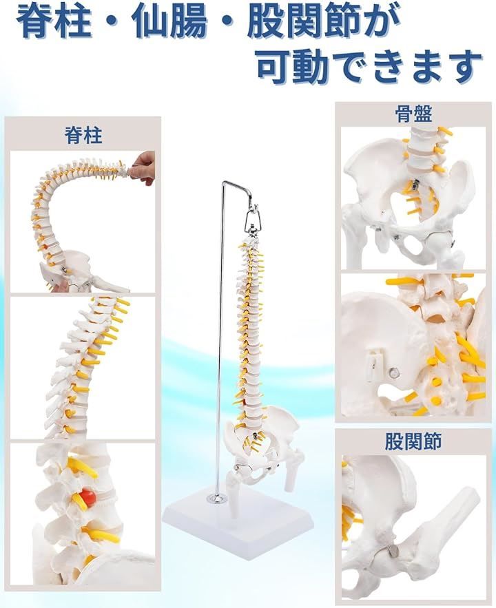 KIYOMARU 1/2サイズ 高精度 グニャと背骨を動かせる ミニ脊柱