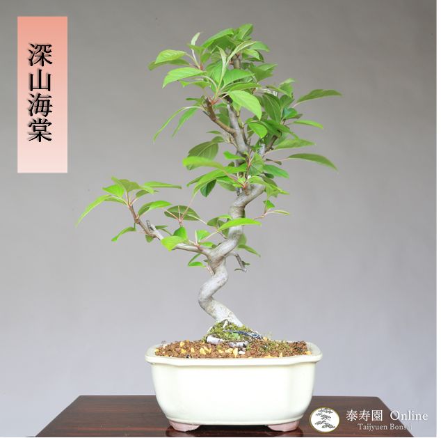 深山海棠』ミヤマカイドウ 小品盆栽【泰寿園 Online】 - メルカリ