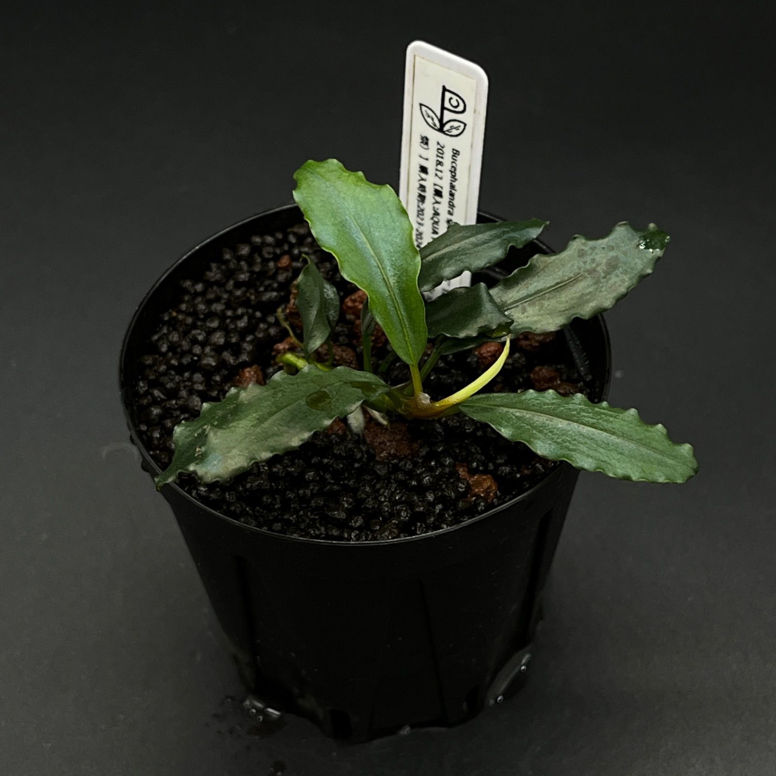 高速配送 Bucephalandra sp.  水草