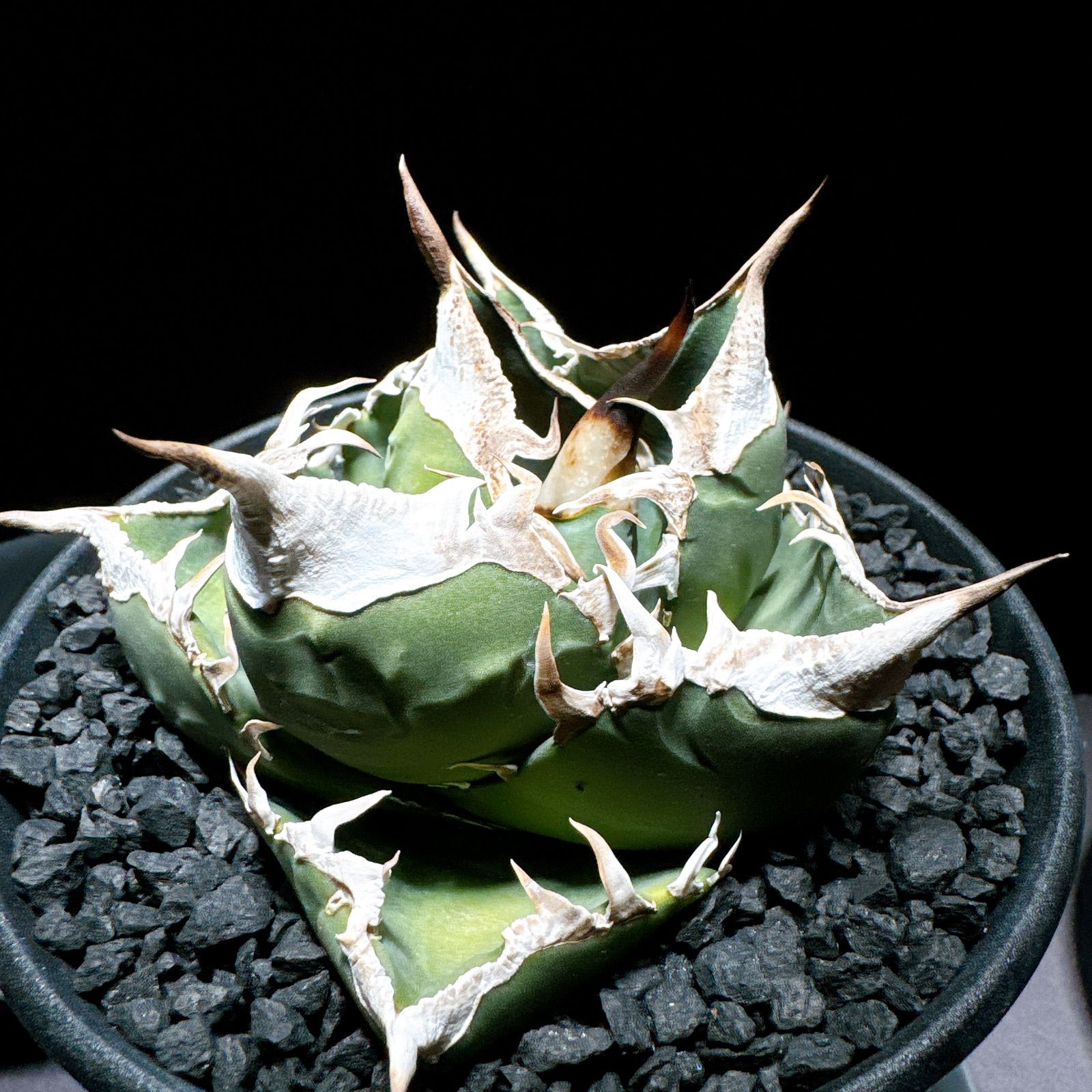 希少レア多頭 ビカクシダ 大鉢 ザミアプミラ 希少レア多頭 ビカクシダ 大鉢 ザミアプミラ