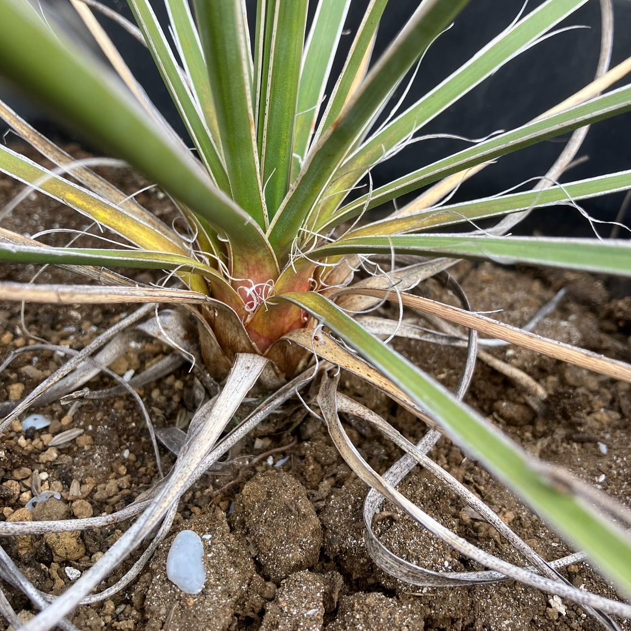 新作グッ 抜き苗】ユッカ グラウカ Yucca glauca 2024年1月11日撮影 ユッカ