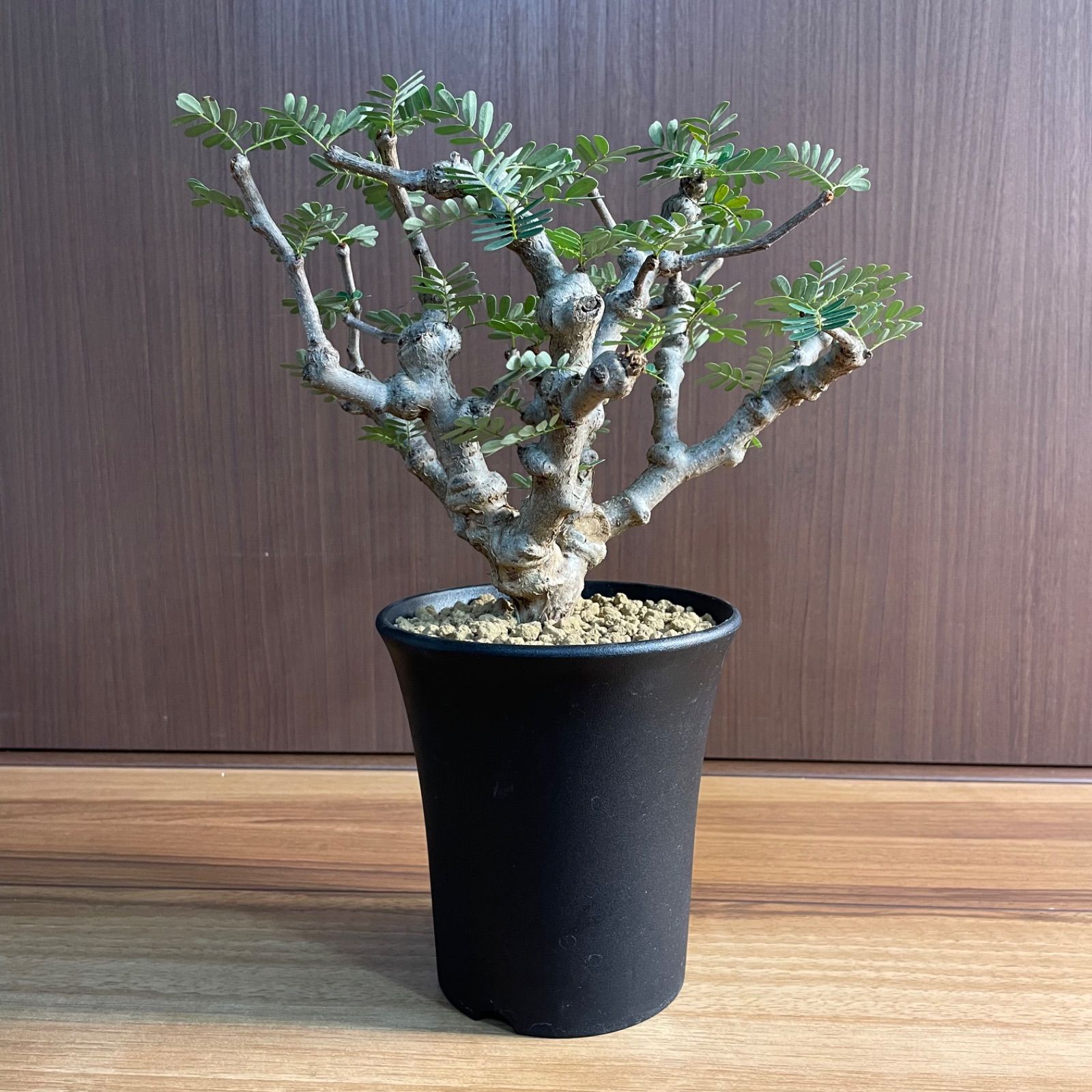 センナ・メリディオナリス 実生株 - メルカリ